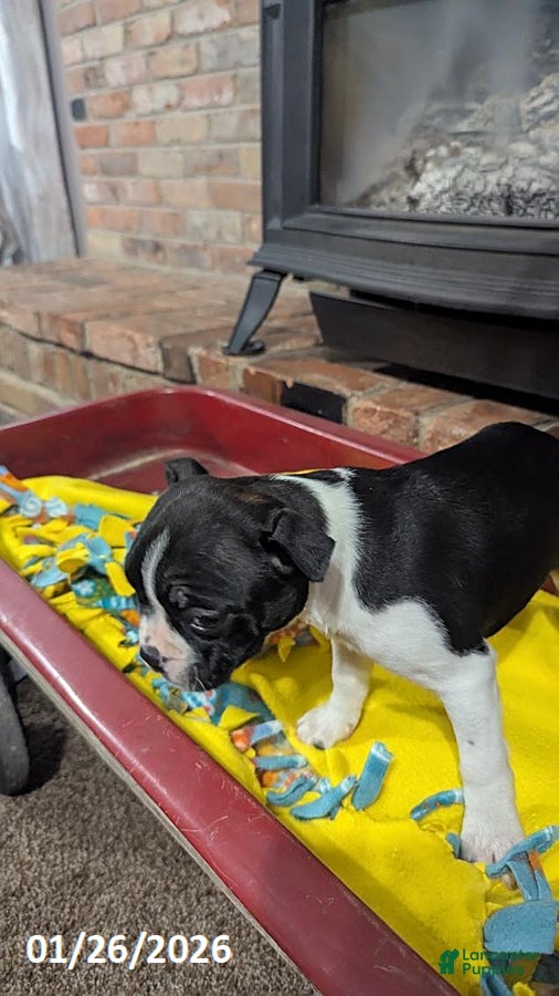 Boston Terrier dogs Heidi - Ad 2