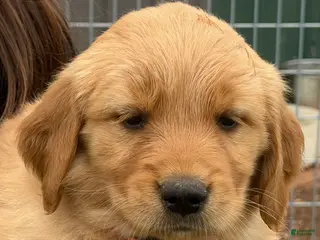 Golden Retriever dogs Golden Retriever Puppy Pink - Ad 21