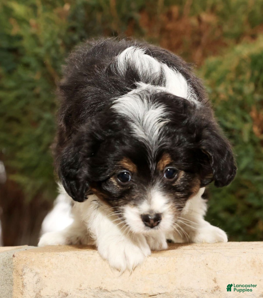 Mini Aussiedoodle dogs for sale: West - Ad 6