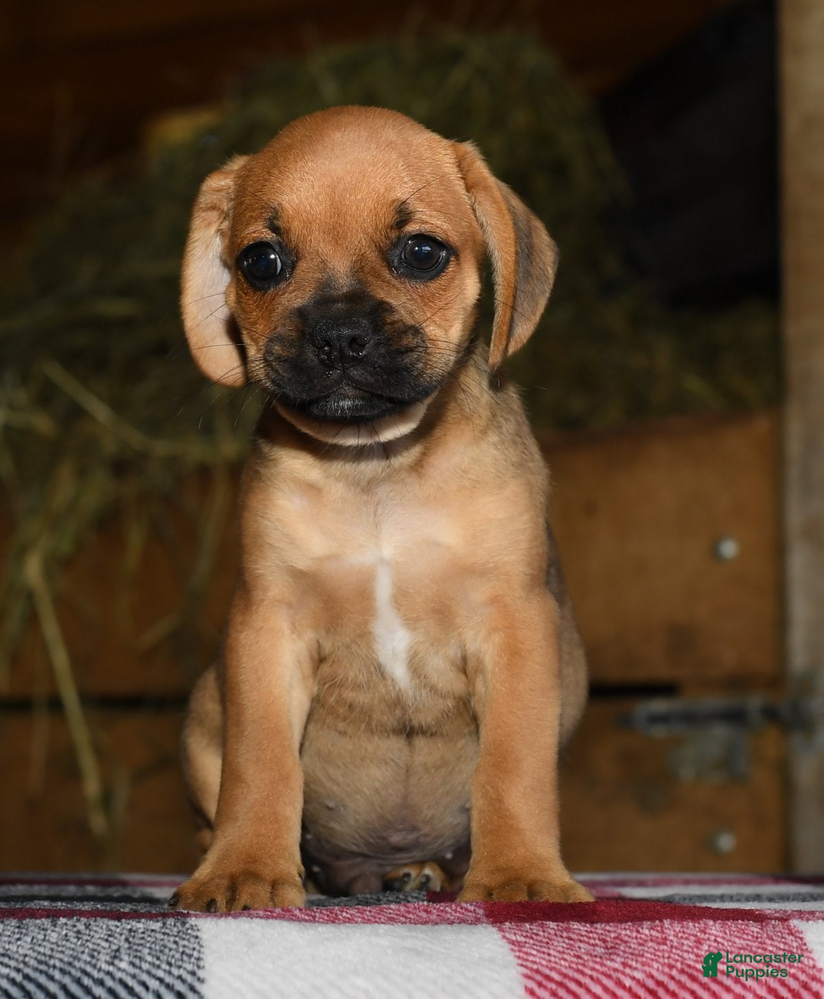 Golden Retriever Australian Shepherd Beagle Mix Puppies Blue