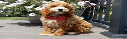 Mini Goldendoodle dogs for sale: Leo - Ad 5