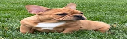 French Bulldog dogs for sale: Everest  - Ad 3