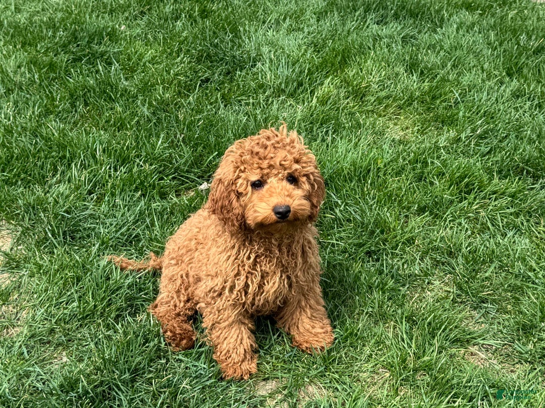 Cockapoo dogs for sale: Terry - Ad 7