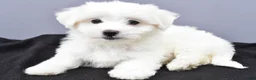 Maltese dogs for sale: Cooper - Ad 6