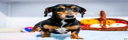 Miniature Dachshund dogs for sale: Oscar - Ad 1