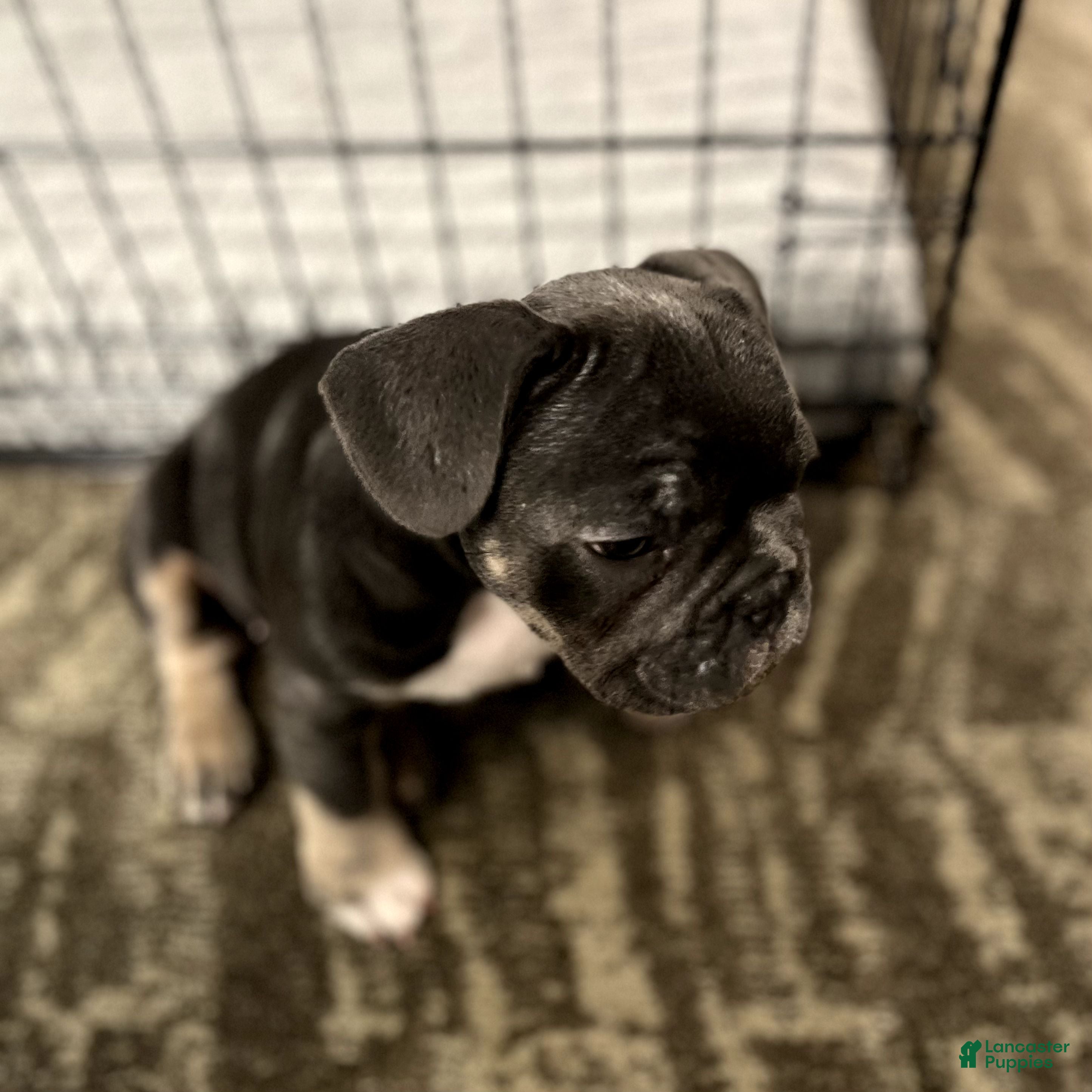 French Bulldog dogs Nova - Ad 2