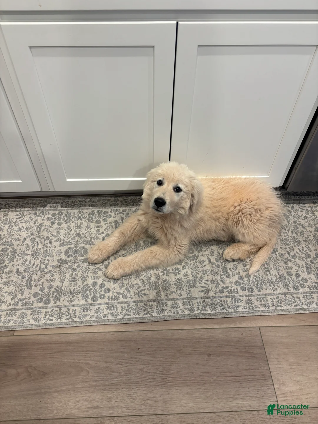 Mixed Breed dogs for sale: Bandit - Ad 2