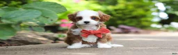 Cavapoo dogs for sale: Mr Bentley - Ad 12