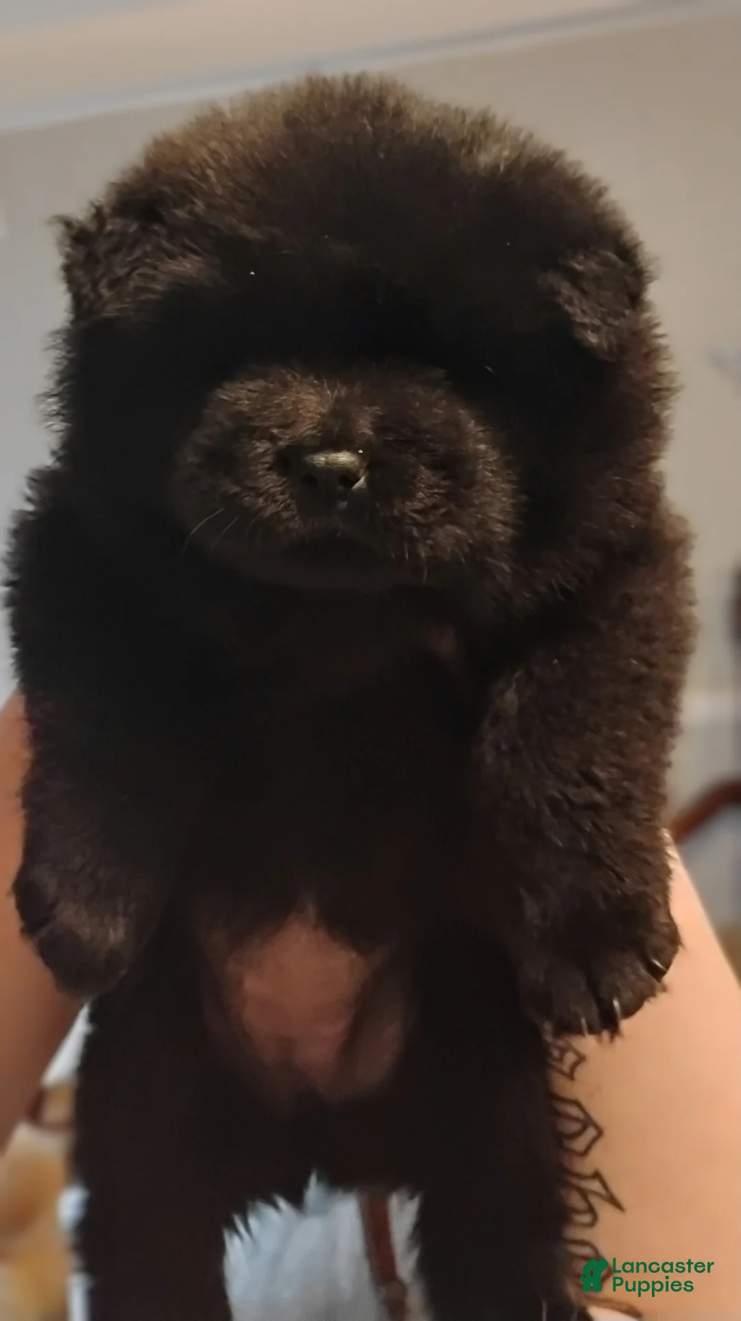 Chow Chow dogs for sale: Black female number 1 - Ad 1