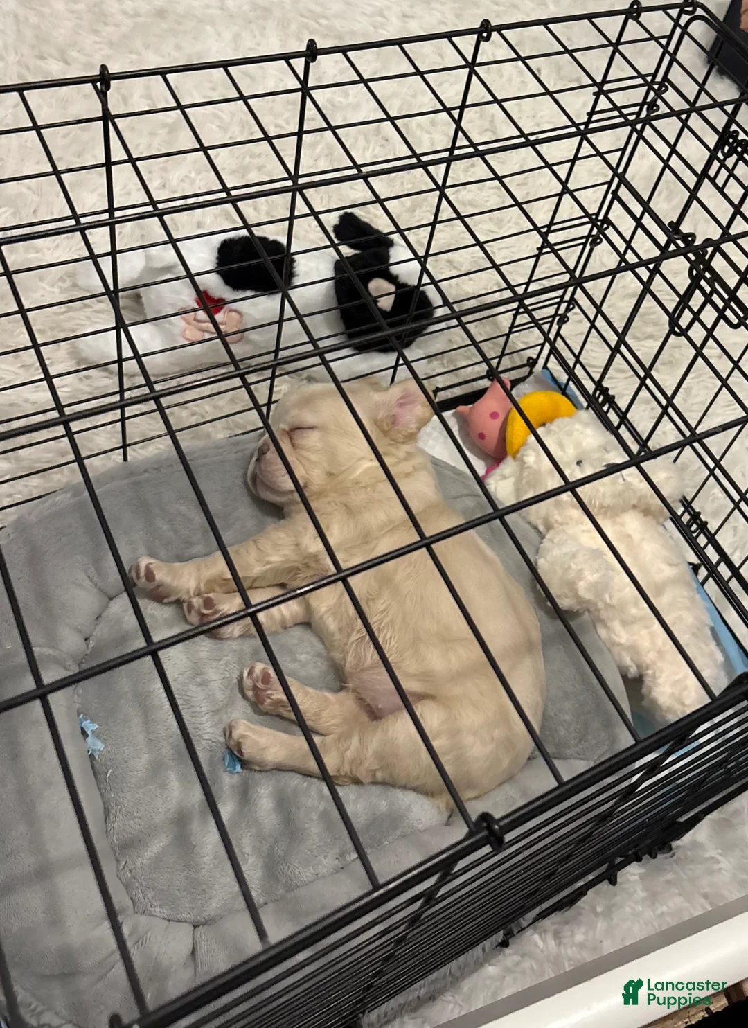 French Bulldog dogs for sale: Mini French Bulldog Puppy!  Fluffy!  Platinum!  - Ad 8