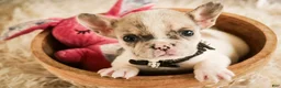 French Bulldog dogs for sale: Juliet - Ad 7