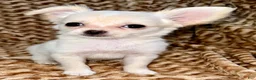 Chihuahua dogs for sale: Pearl - Ad 3