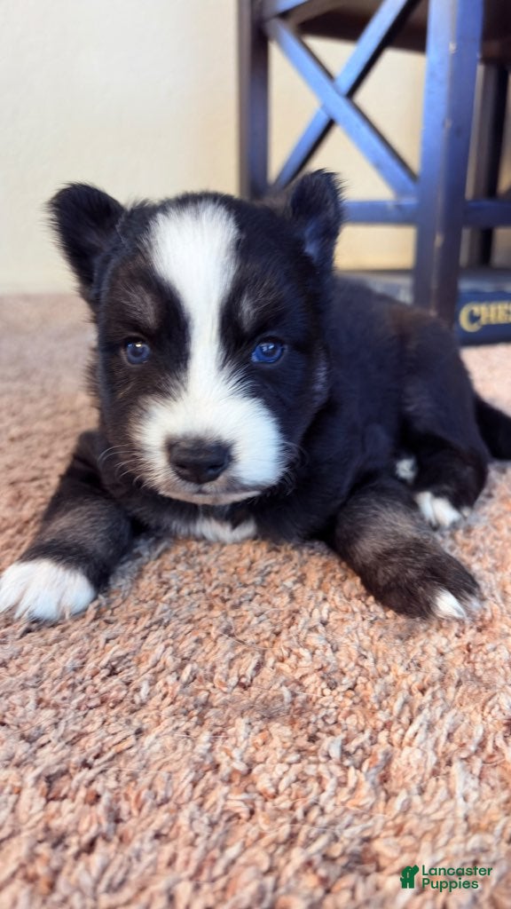 Pitsky dogs Boy 2 - Ad 3