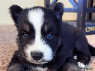 Pitsky dogs Boy 2 - Ad 6