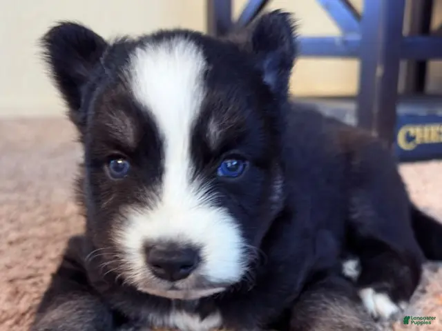 Pitsky dogs for sale: Boy 2 - Ad 4