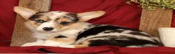Welsh Corgi Pembroke dogs for sale: Teresa - Ad 4
