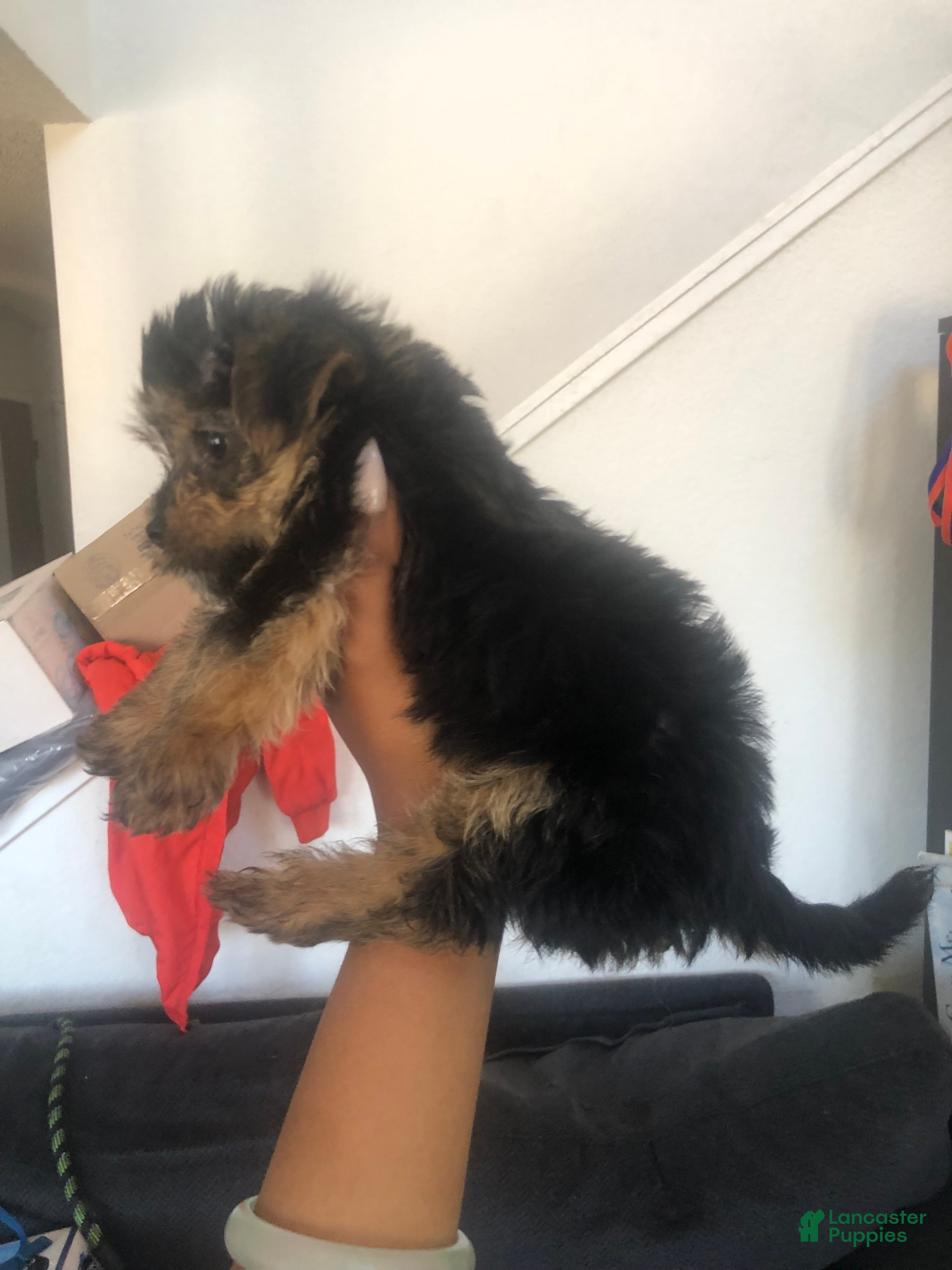 Dorkie dogs Prince - Ad 25