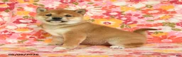 Shiba Inu dogs for sale: Sandy - Ad 4