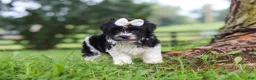 Havanese dogs for sale: Fiona - Ad 3