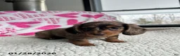 Miniature Dachshund dogs for sale: Sweet Rose - Ad 3