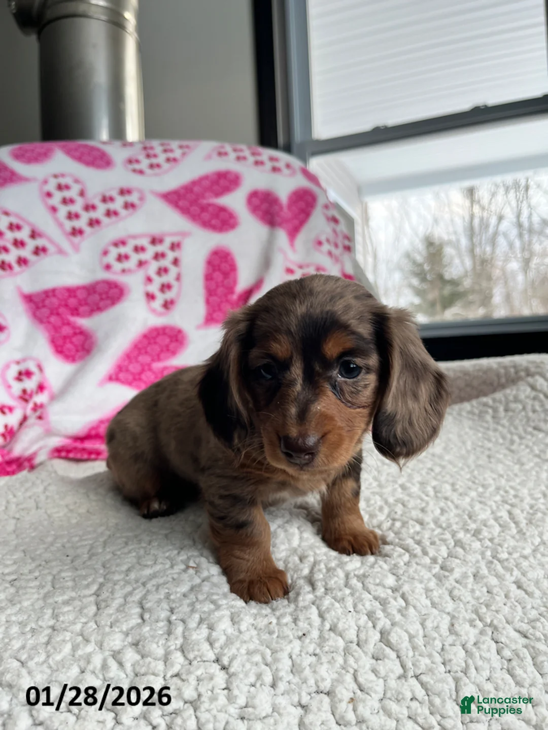 Miniature Dachshund dogs for sale: Sweet Rose - Ad 3