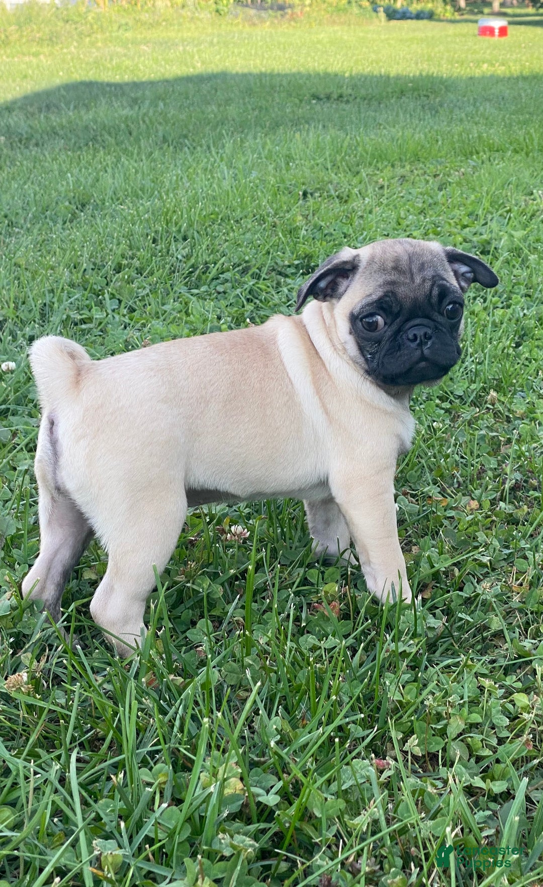 Pug dogs for sale: Peaches  - Ad 3