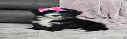 Mini Bernedoodle dogs for sale: Mini Wanda - Ad 18