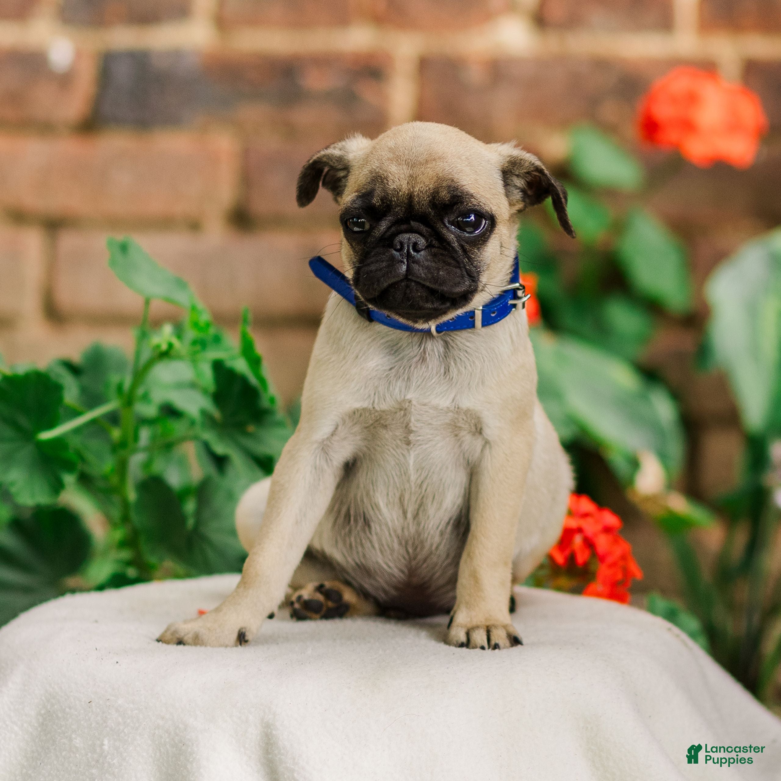 Pug dogs Snoopy  - Ad 2
