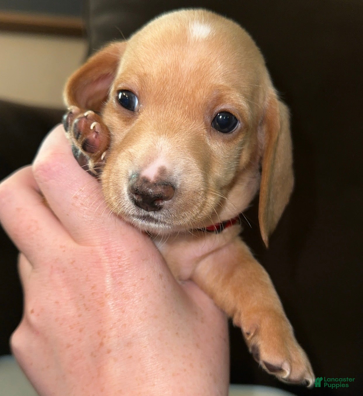 Miniature Dachshund dogs Miniature Dachshund Puppy 2 - Ad 9