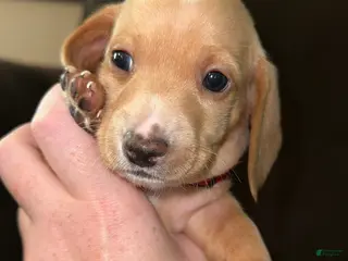 Miniature Dachshund dogs Miniature Dachshund Puppy 2 - Ad 9