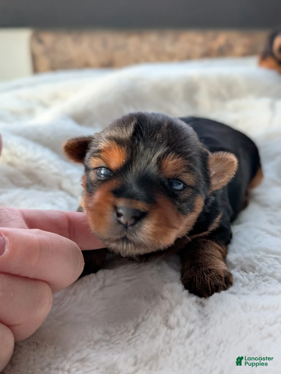 Yorkshire Terrier dogs for sale: Dutchess  - Ad 10