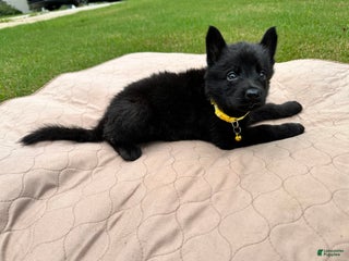 German Shepherd dogs - Ad 42