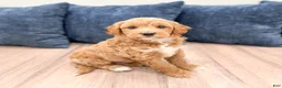 Mini Goldendoodle dogs for sale: Bear - Ad 8