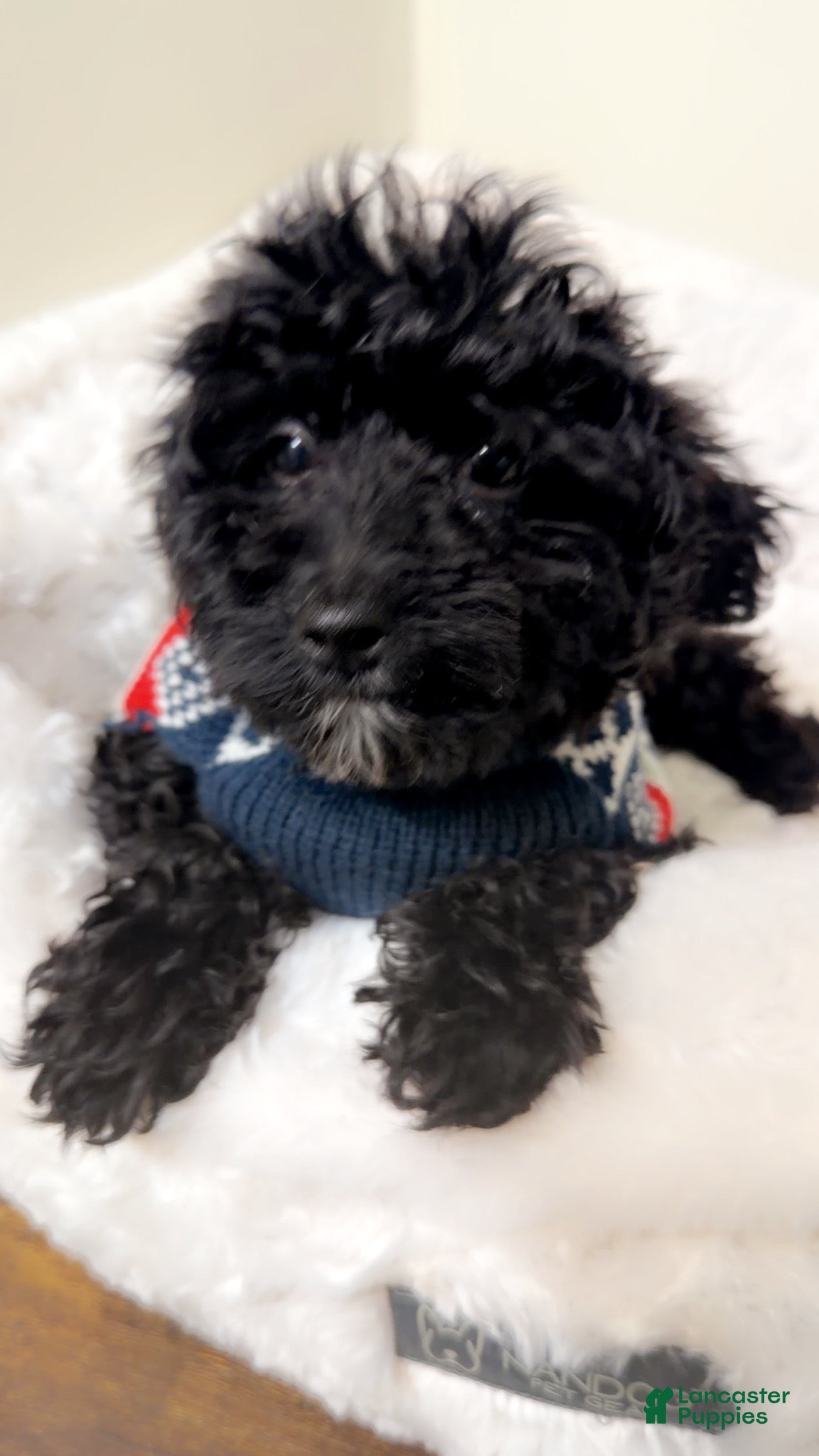 Maltipoo dogs Biscuit  - Ad 13