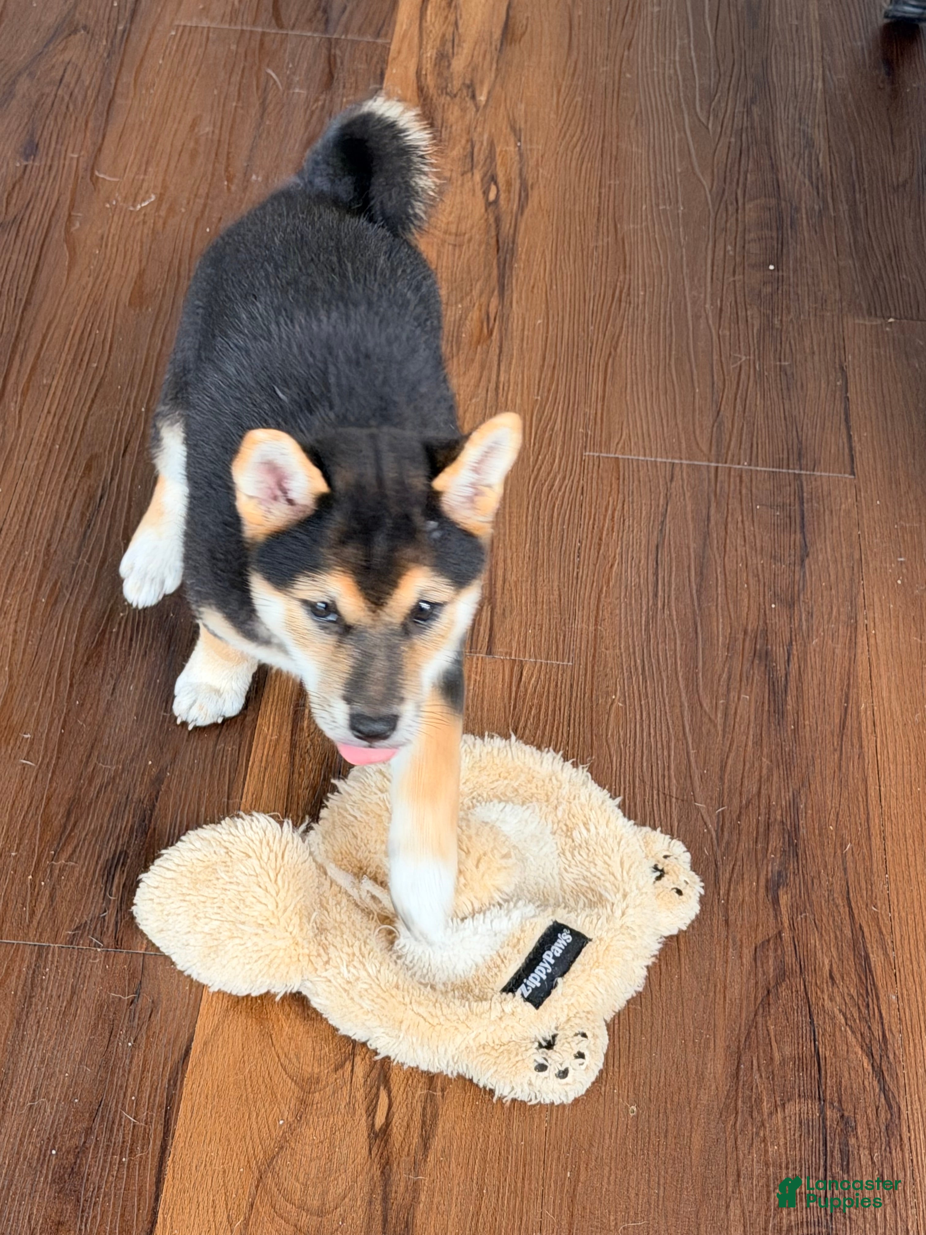 Shiba Inu (Shiba Inu, Female) in Patrick Space Force Base, FL