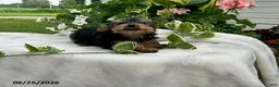 Yorkshire Terrier dogs for sale: Koko - Ad 3
