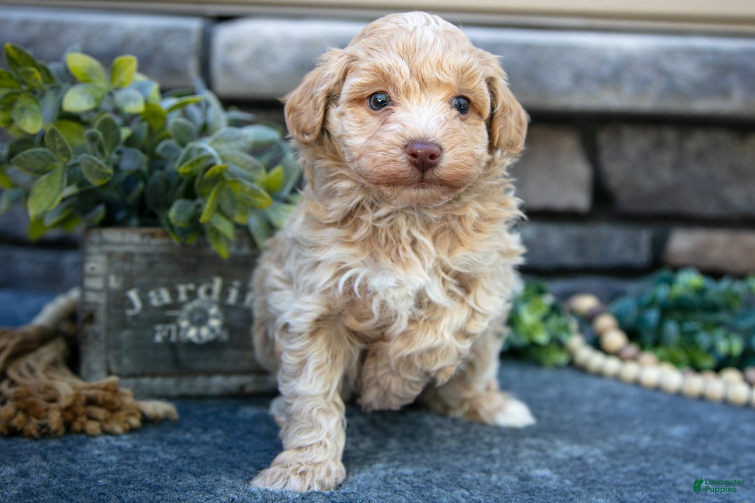 Havapoo dogs for sale: Silas - Ad 1