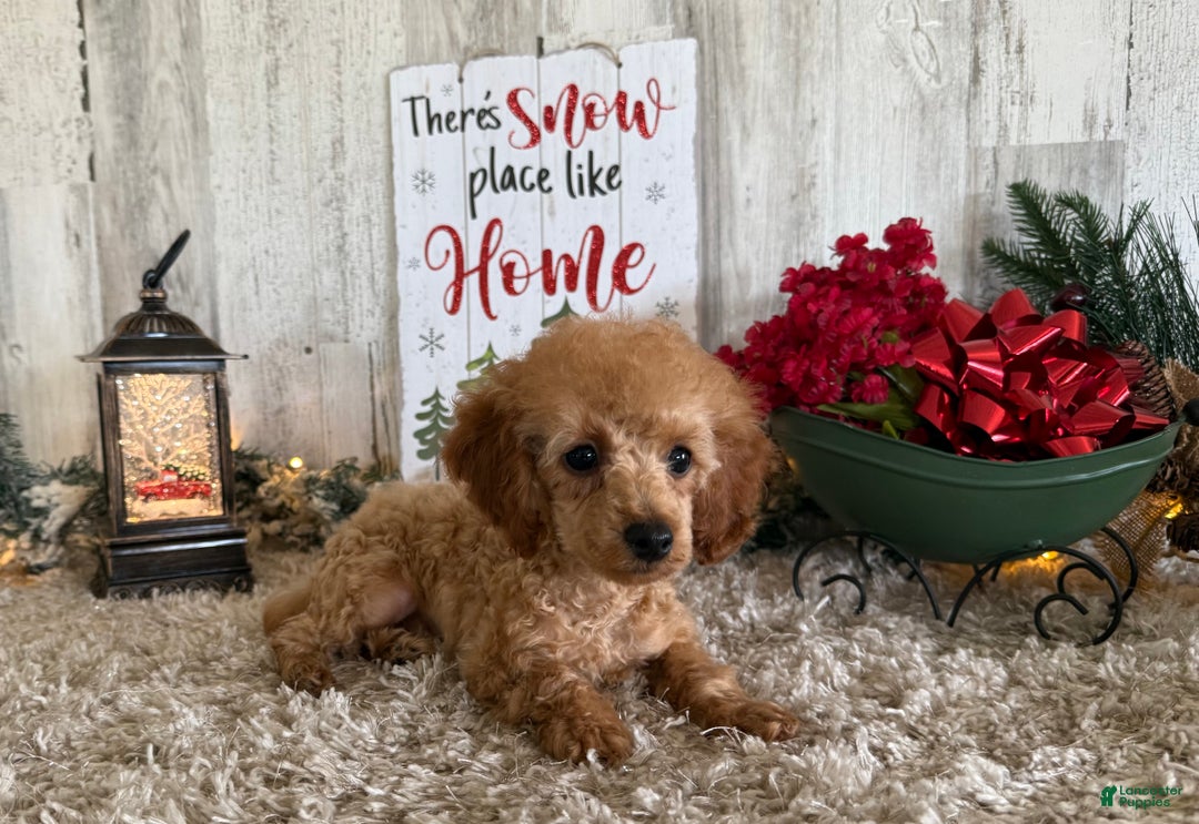 Toy Poodle dogs for sale: Quaker - Ad 4