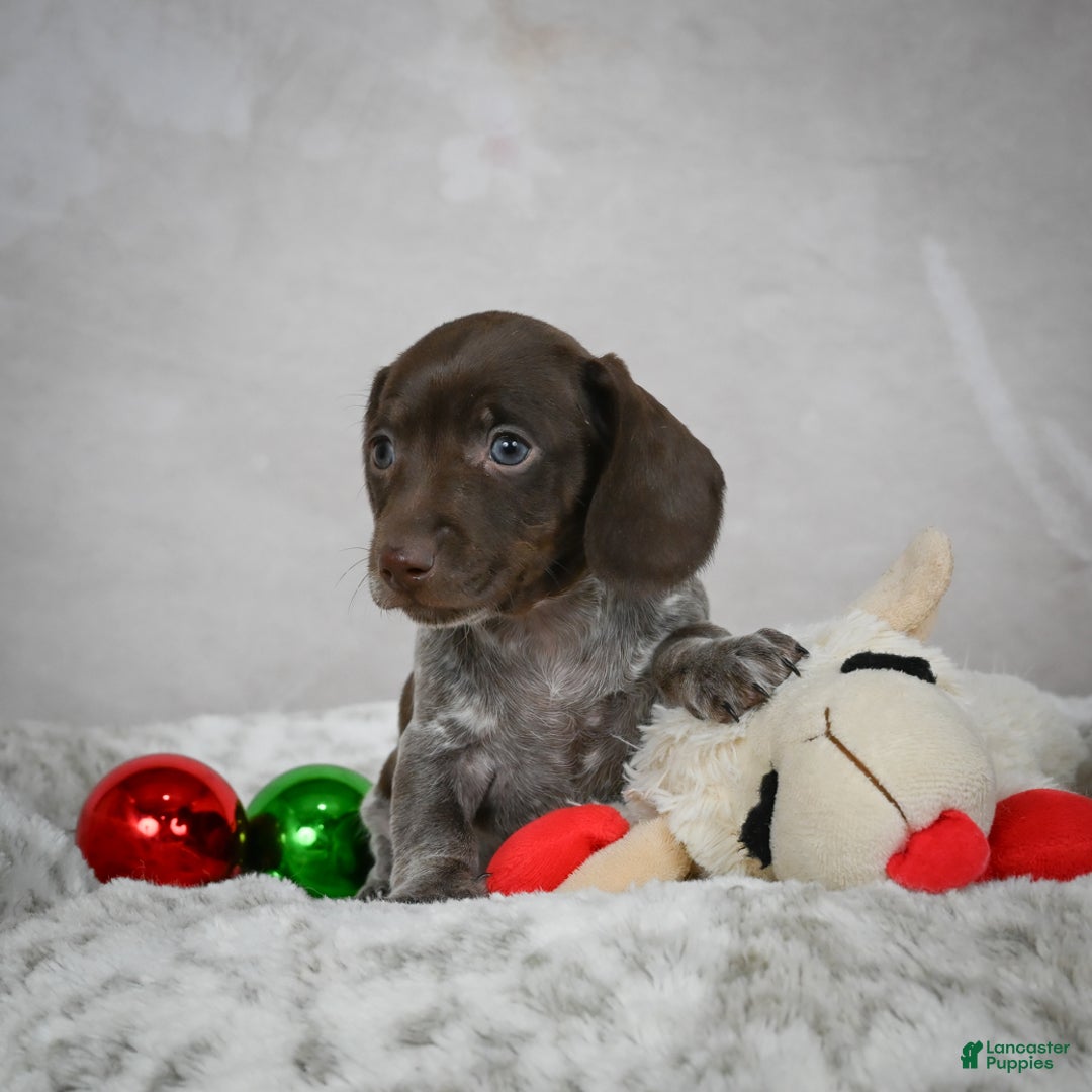 Miniature Dachshund dogs for sale: Hazel - Ad 7