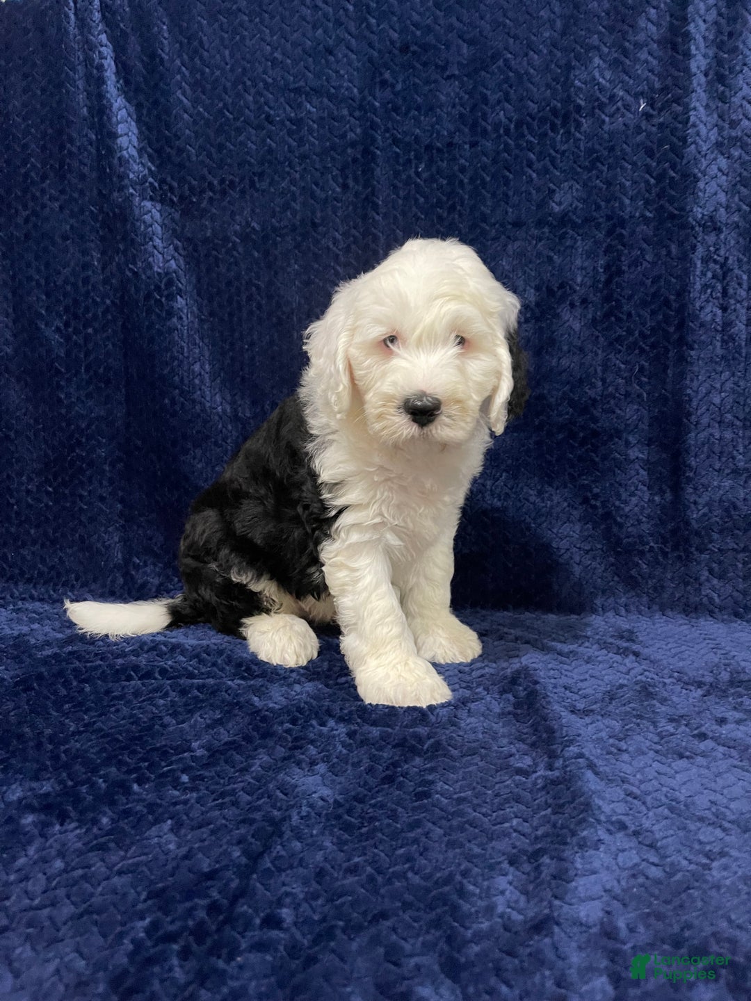 Sheepadoodle dogs for sale: Mitch - Ad 4