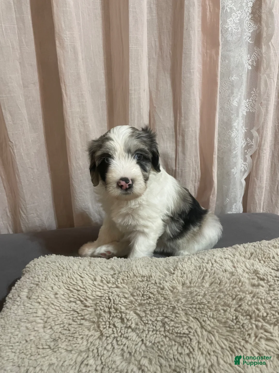 Sheepadoodle dogs for sale: Sheepadoodle Puppy 7 - Ad 37