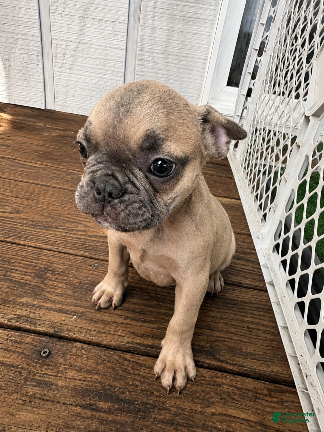 French Bulldog dogs Shadow  - Ad 7