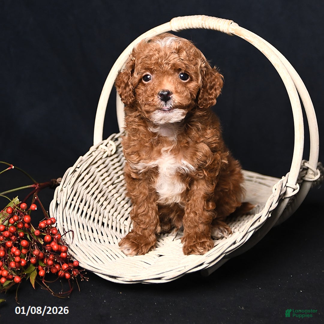 Toy Poodle dogs for sale: Mickey - Ad 2