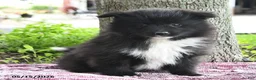 Pomsky dogs for sale: Gail - Ad 3