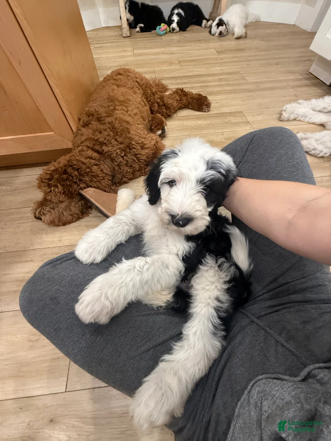 Sheepadoodle dogs for sale: Lucky  - Ad 5