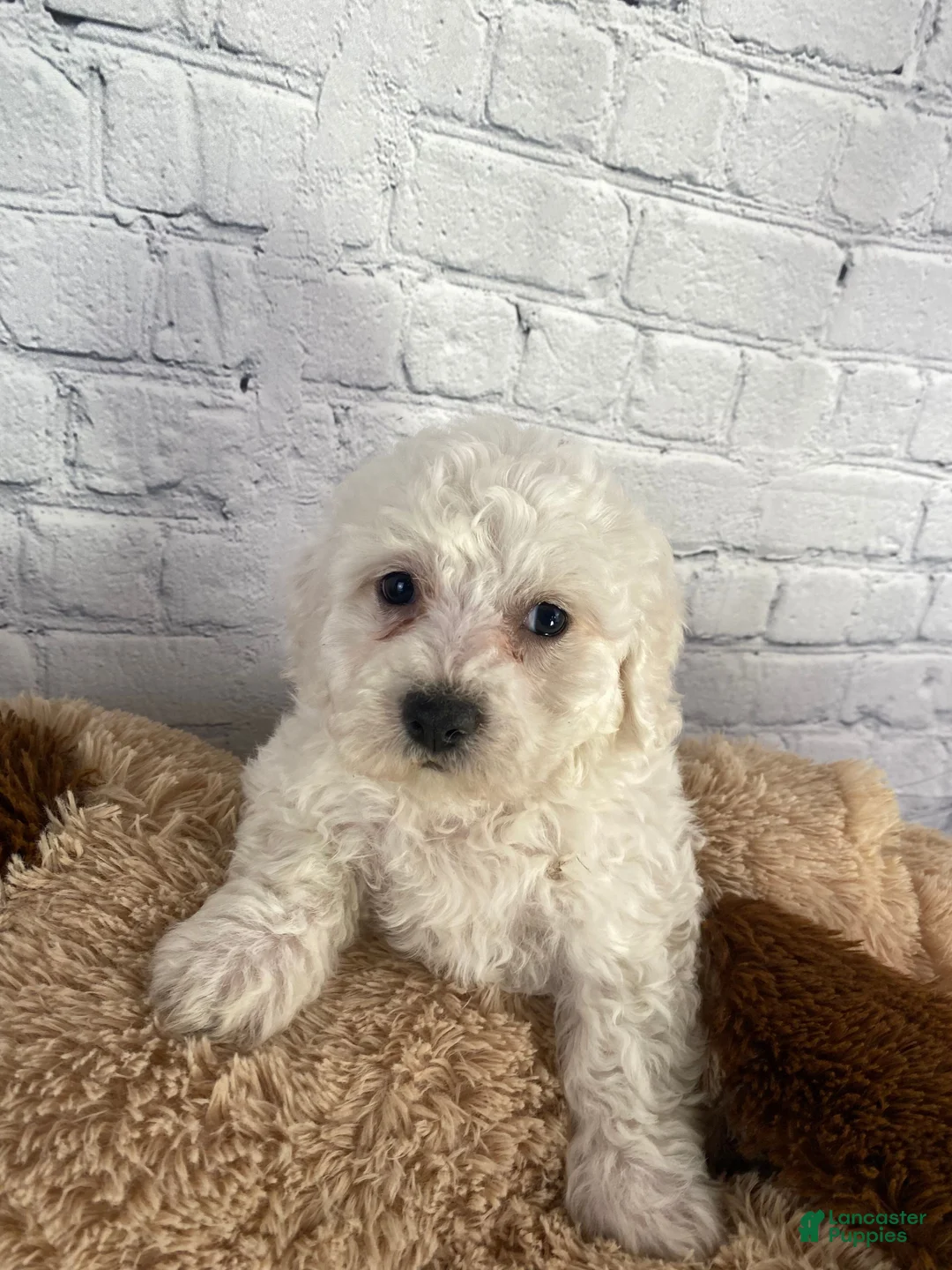 Bichon Frise dogs for sale: Annie - Ad 9