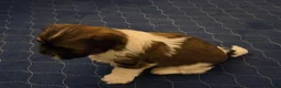 Shih Tzu dogs for sale: Shih Tzu 3 - Ad 19