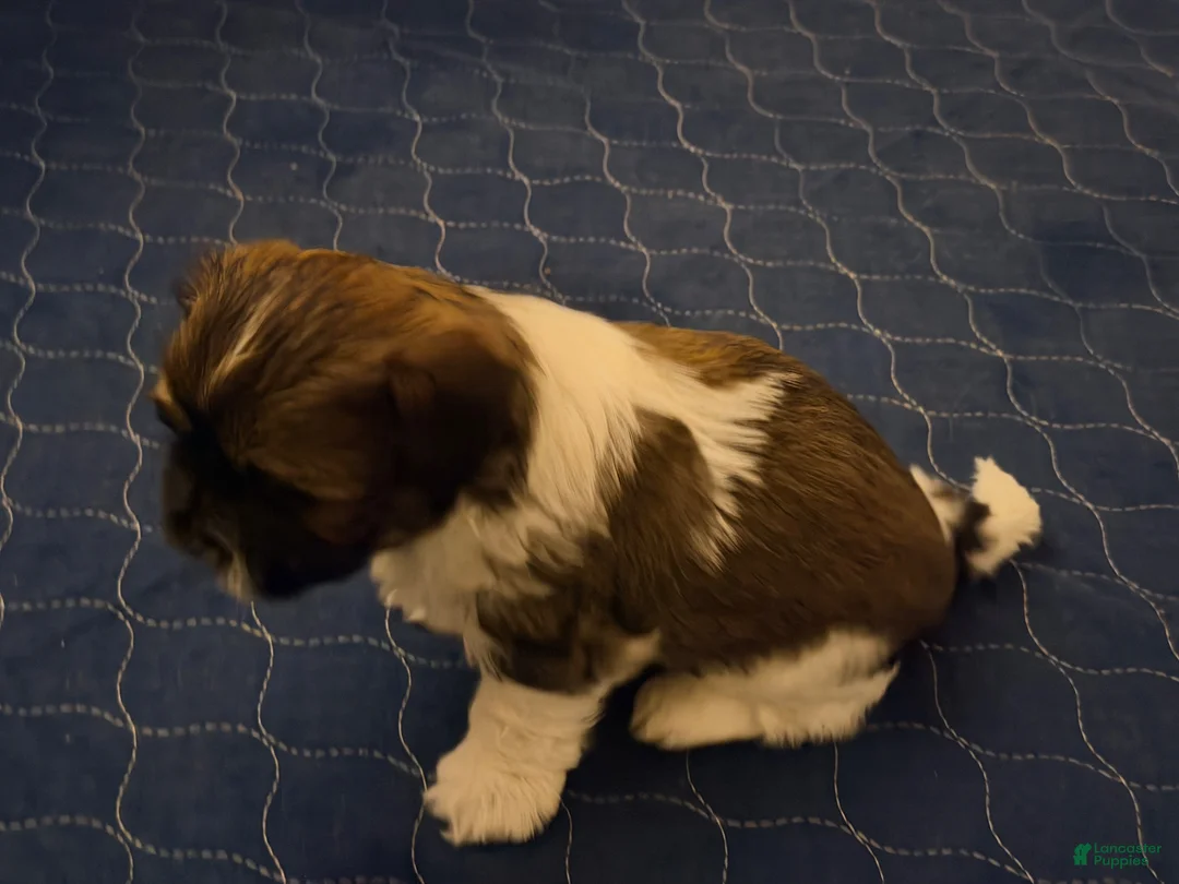 Shih Tzu dogs for sale: Shih Tzu 3 - Ad 19