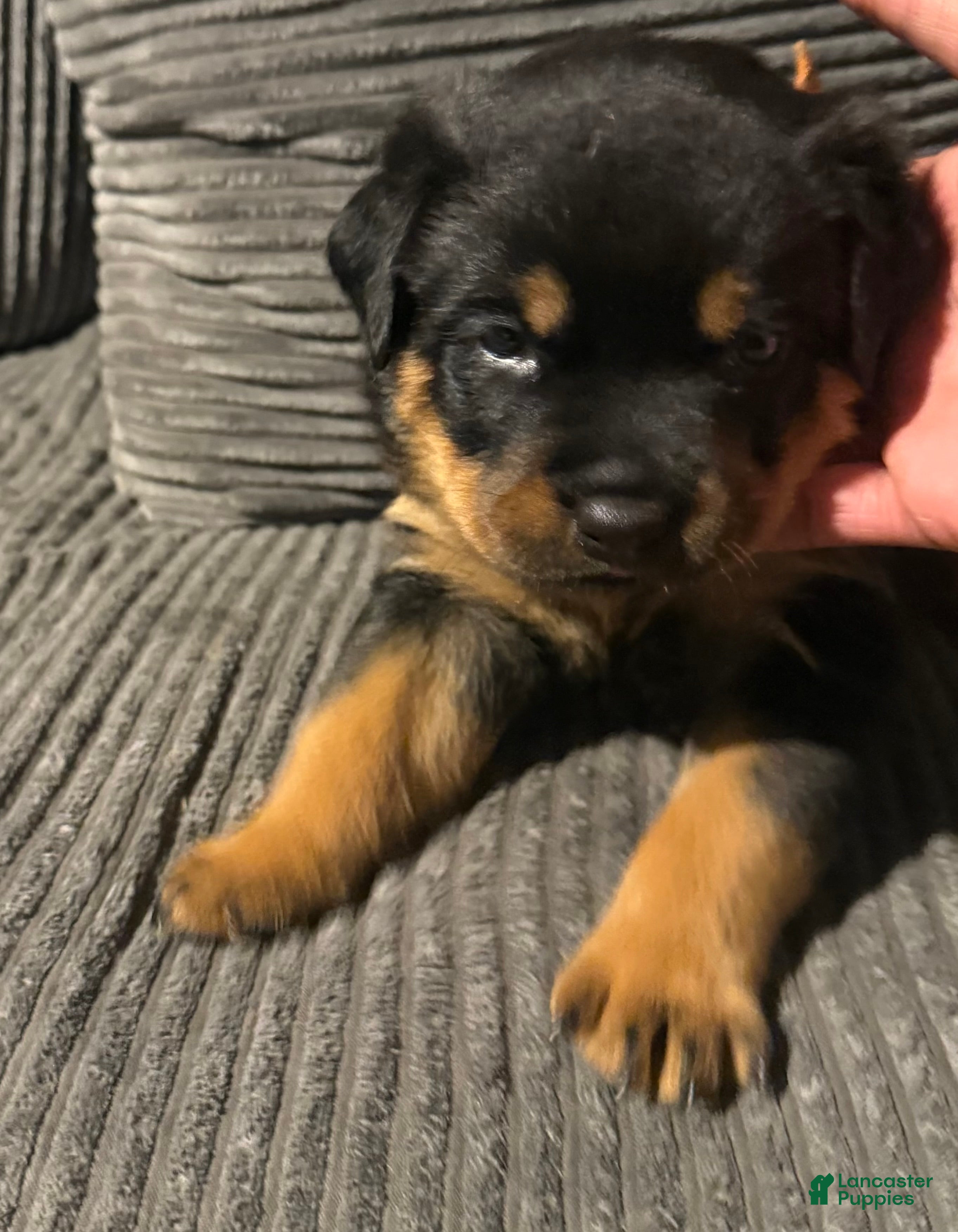 Rottweiler dogs for sale: Female 1 - Ad 1