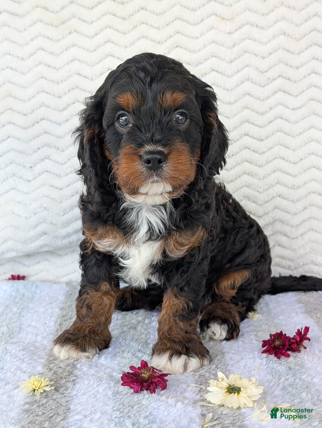 Cavapoo dogs for sale: Abby - Ad 6